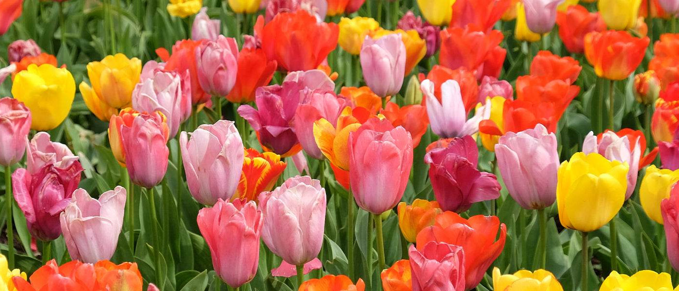Tulp