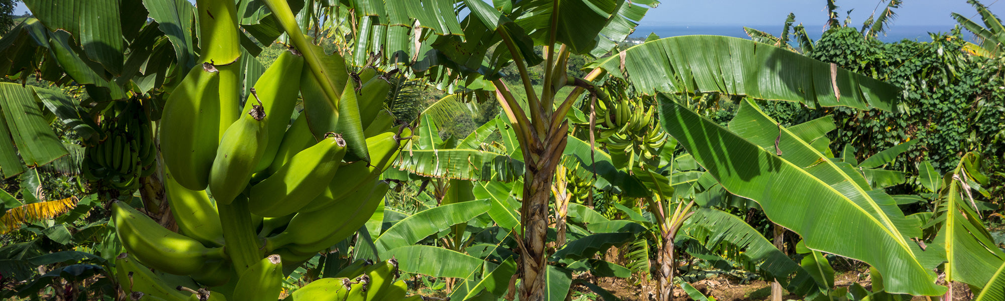Bananenplant