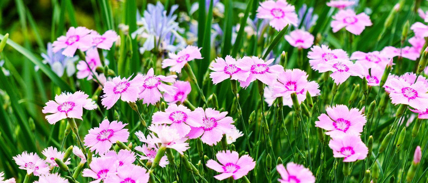 Chinese anjer - Dianthus chinensis