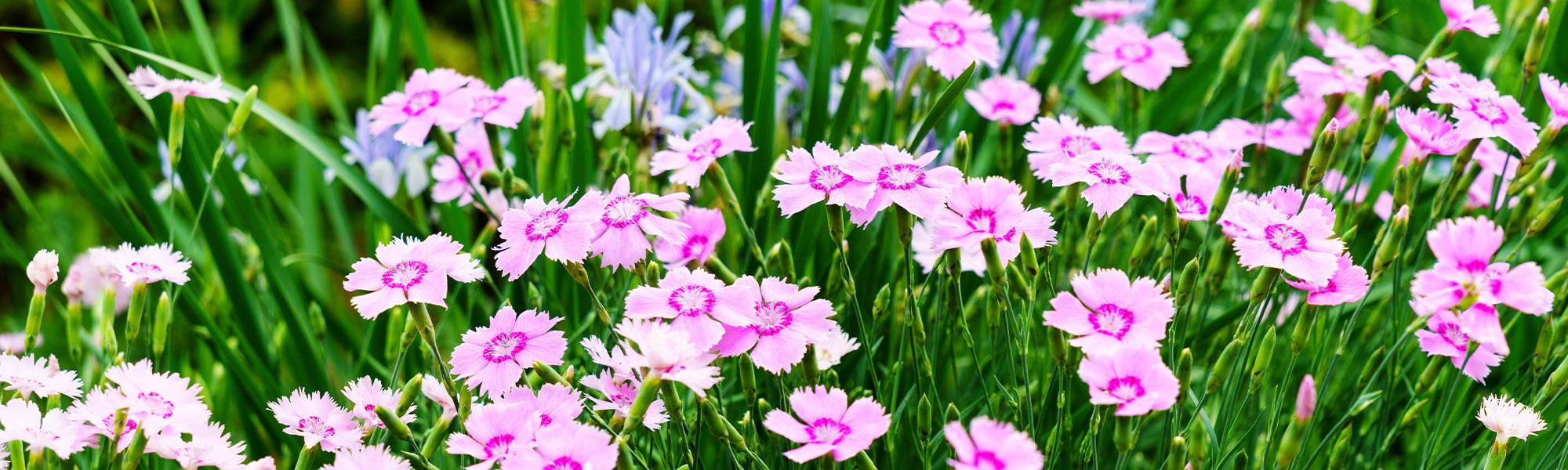 Chinese anjer - Dianthus chinensis