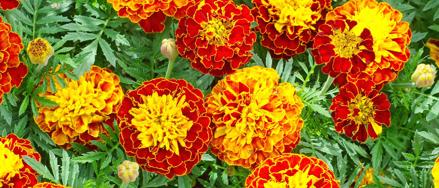 Afrikaanse en Indische Goudsbloemen