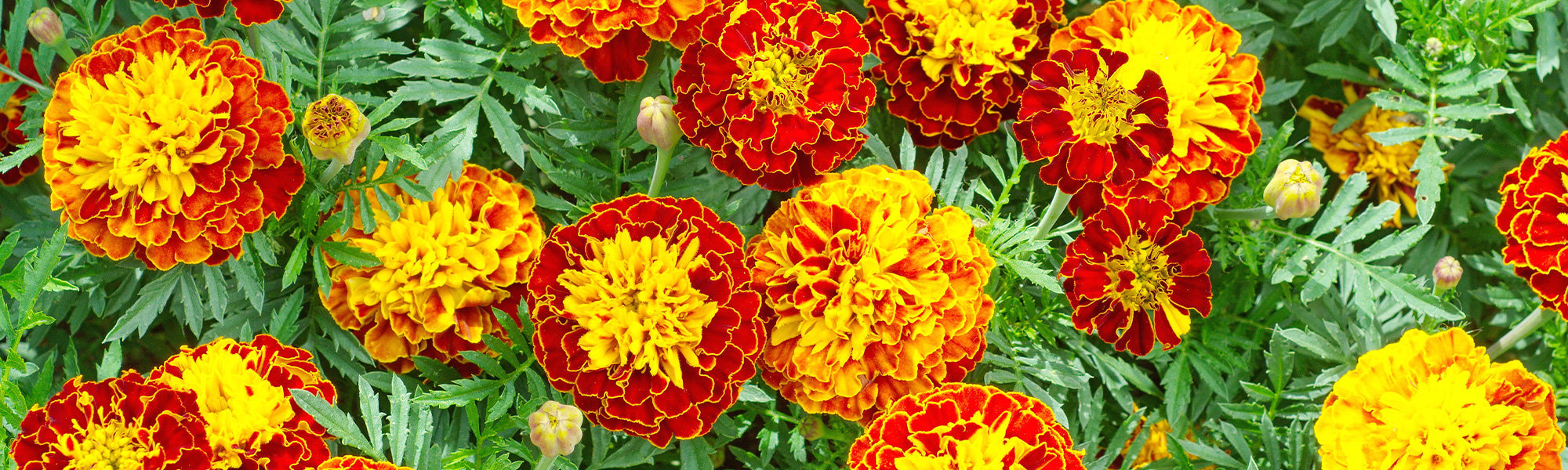 Afrikaanse en Indische Goudsbloemen