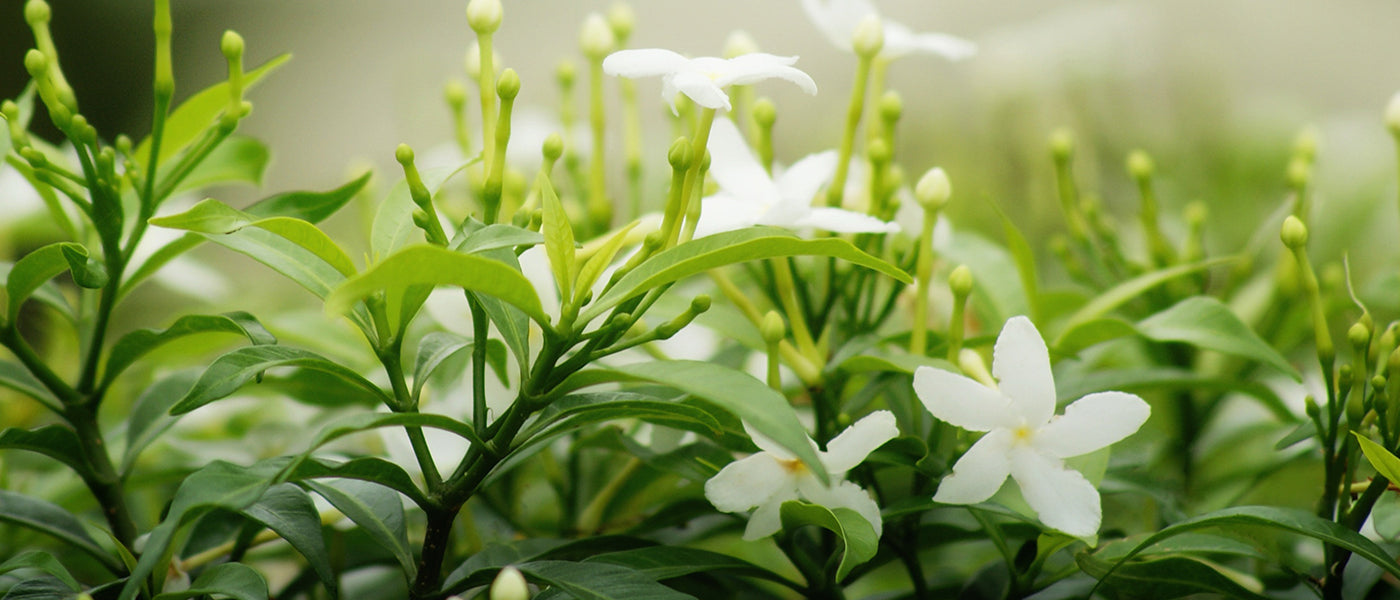 Gardenia