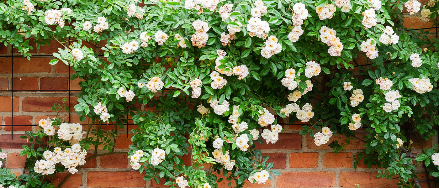Bloeiende klimplanten