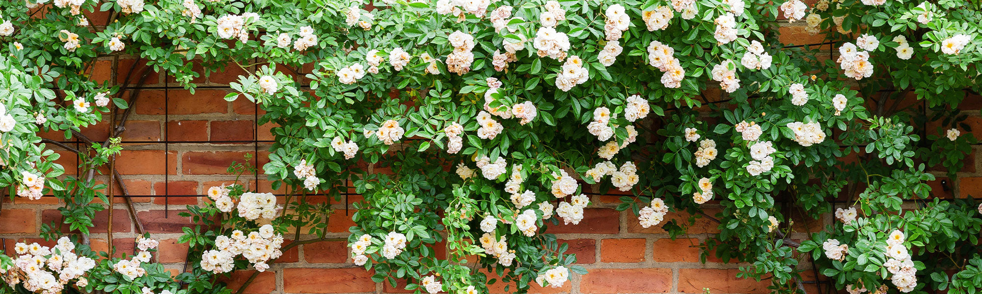 Bloeiende klimplanten