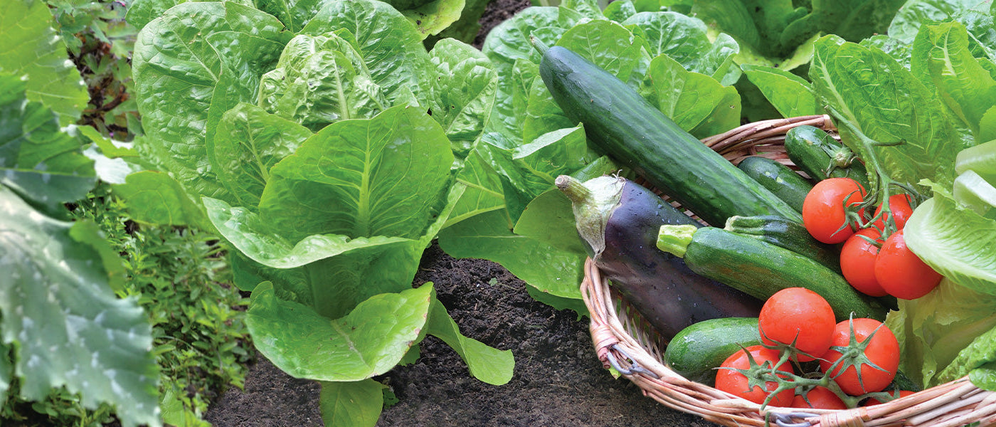 Collecties van moestuinplanten