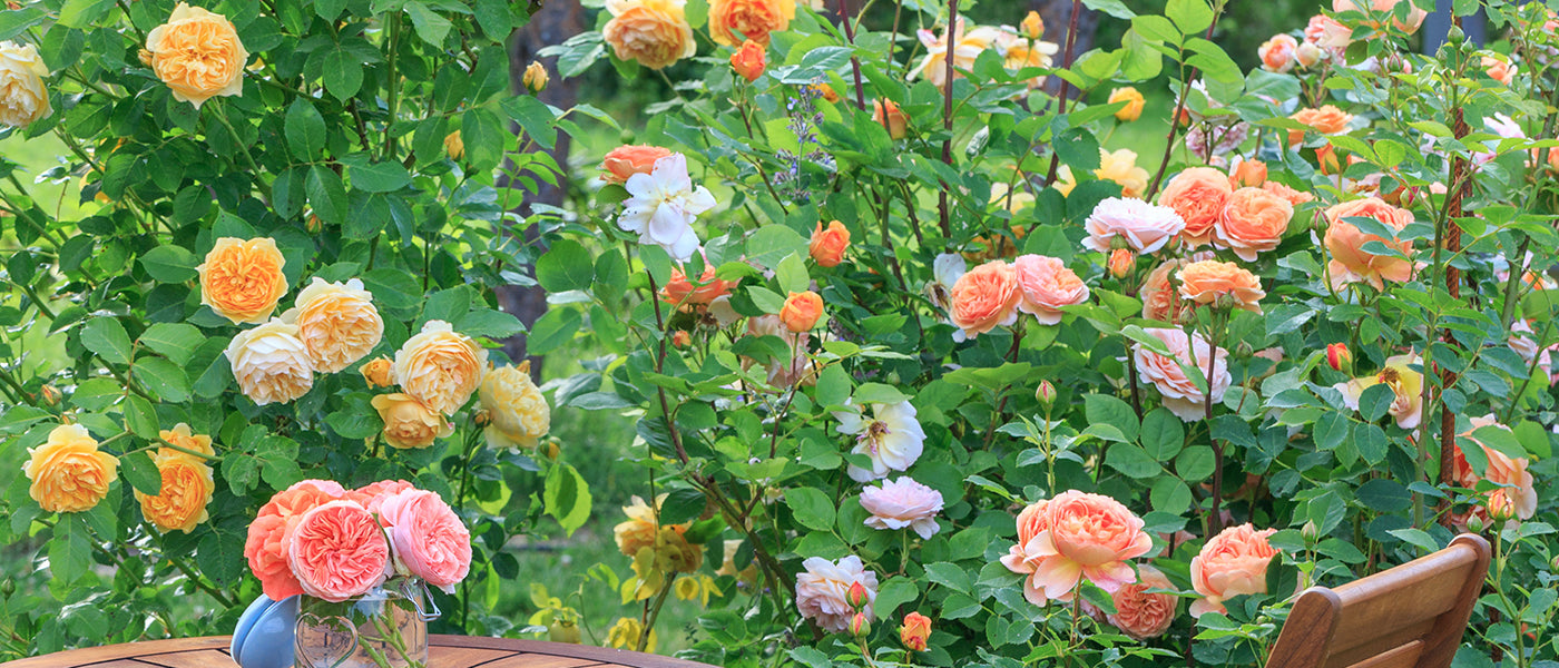 Grootbloemige Rozen