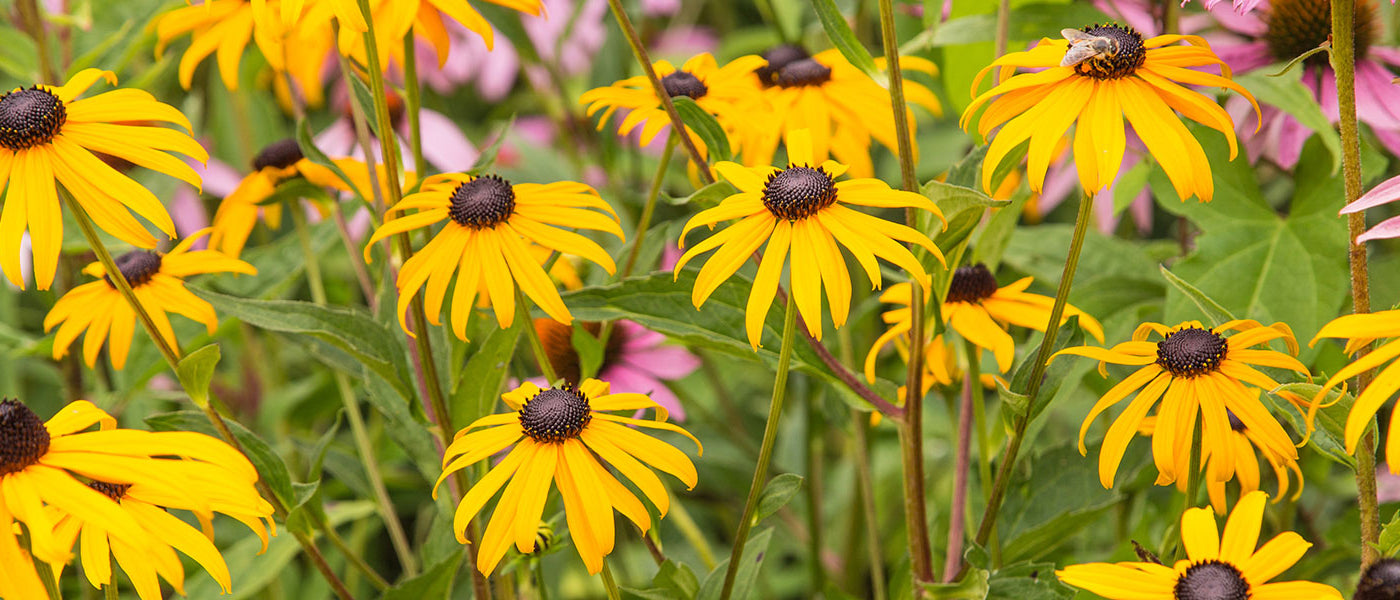 Rudbeckia Collectie