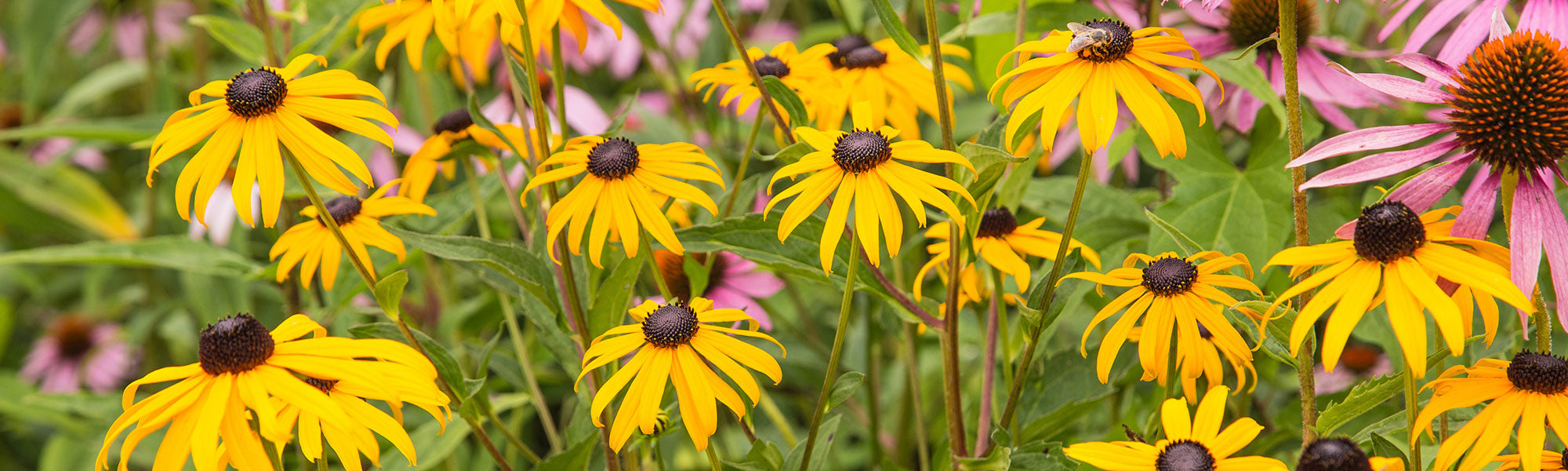 Rudbeckia Collectie