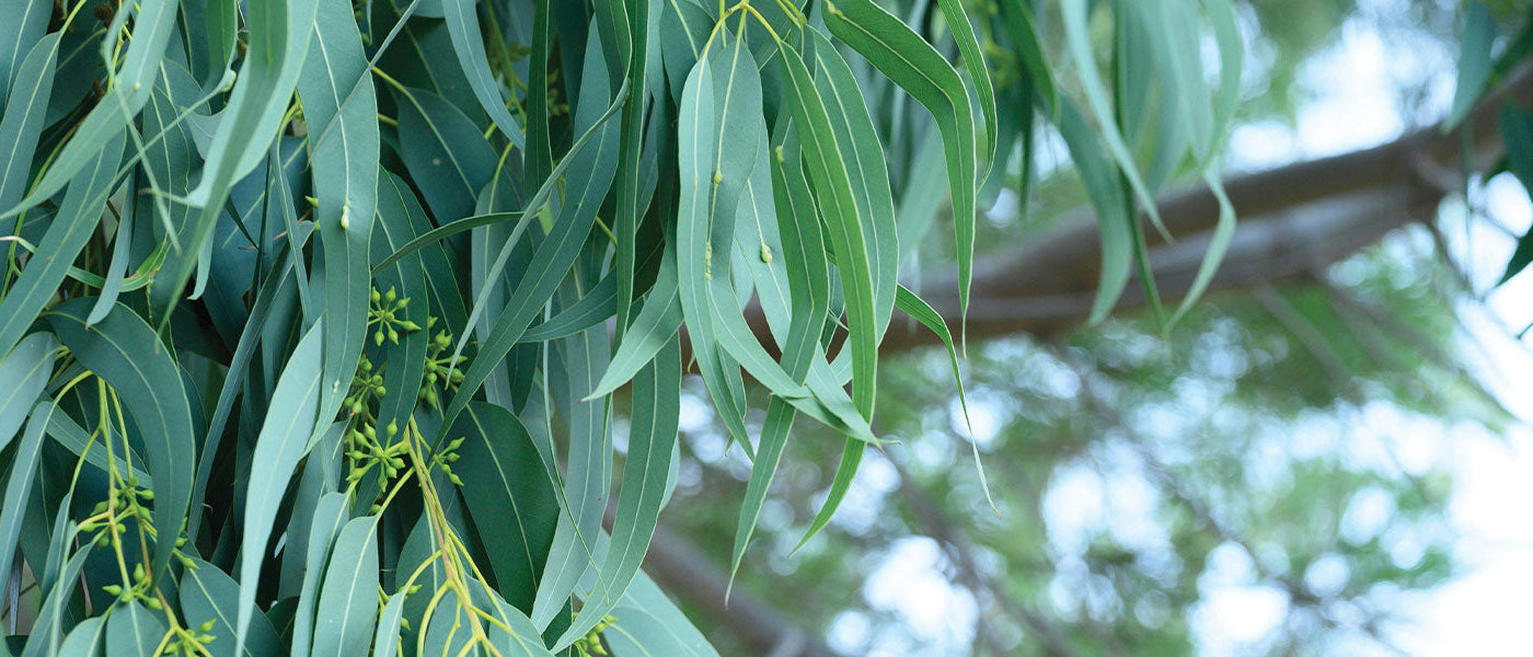 Regenboog-eucalyptus - Eucalyptus deglupta