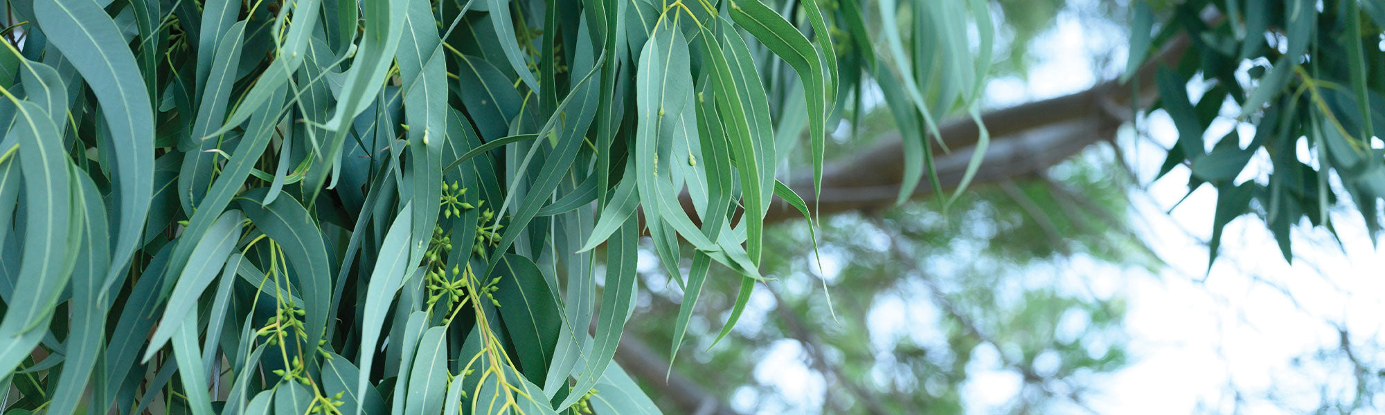 Regenboog-eucalyptus - Eucalyptus deglupta