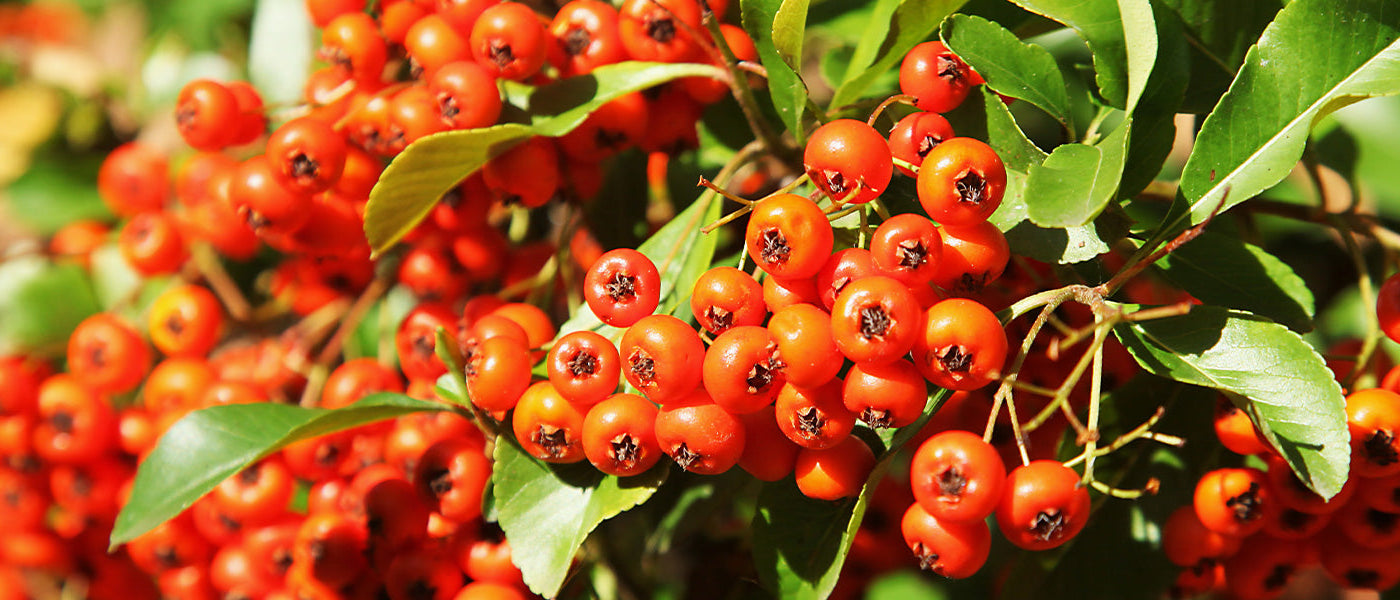 Vurige Tuinschat - Pyracantha