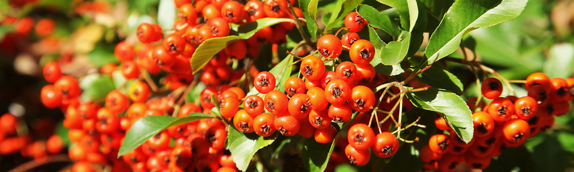 Vurige Tuinschat - Pyracantha