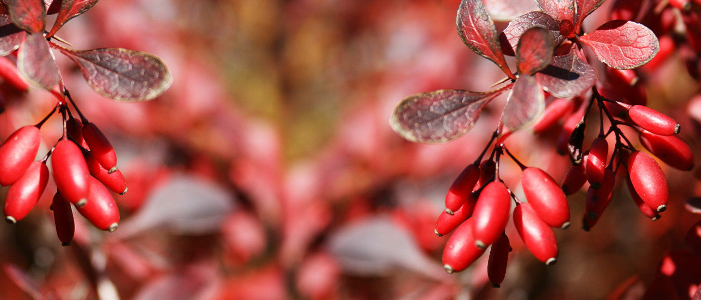 Hulstbladige mahonie - Berberis aquifolium