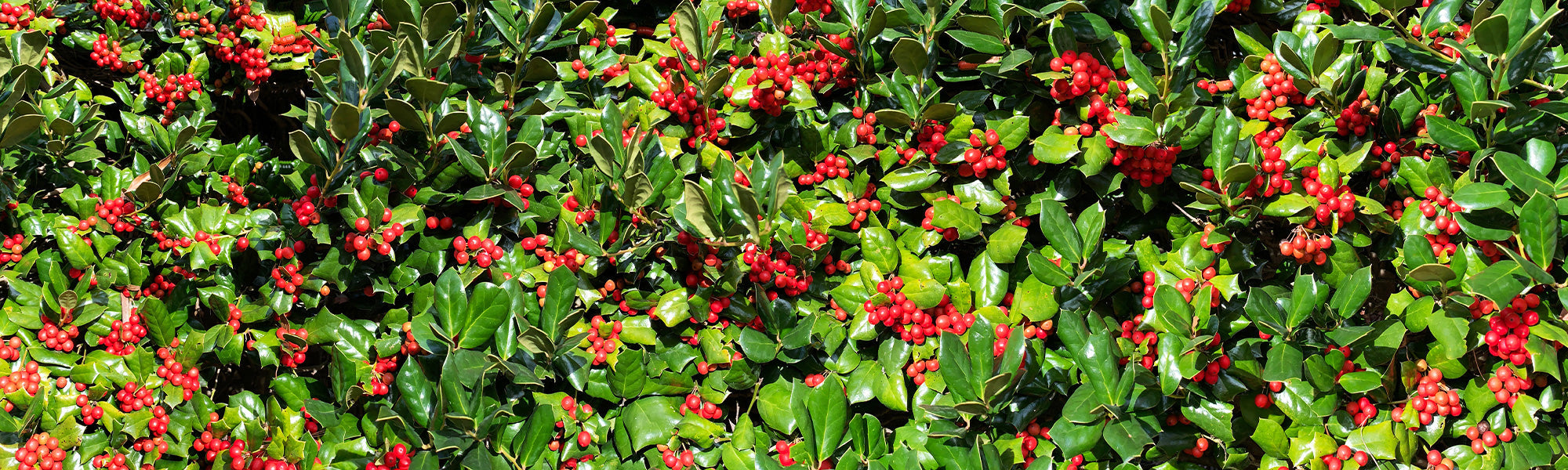 Amerikaanse hulst - Ilex opaca