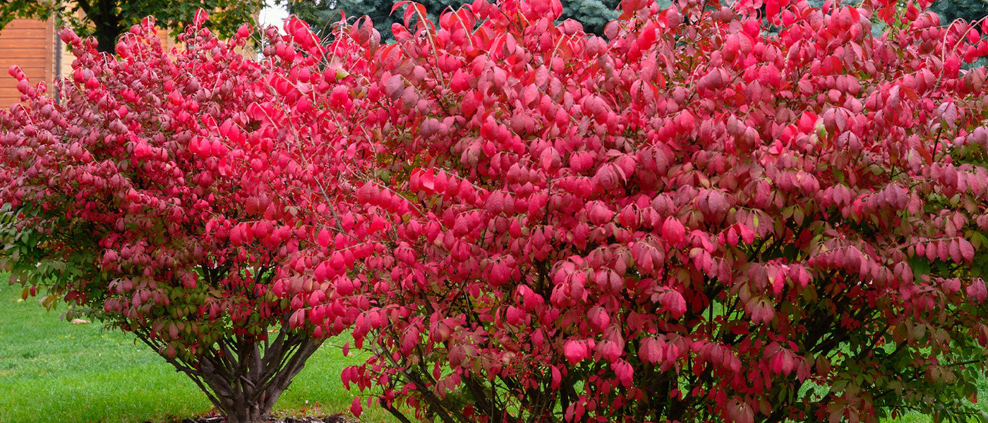 Klimmende kardinaalsmuts - Euonymus fortunei