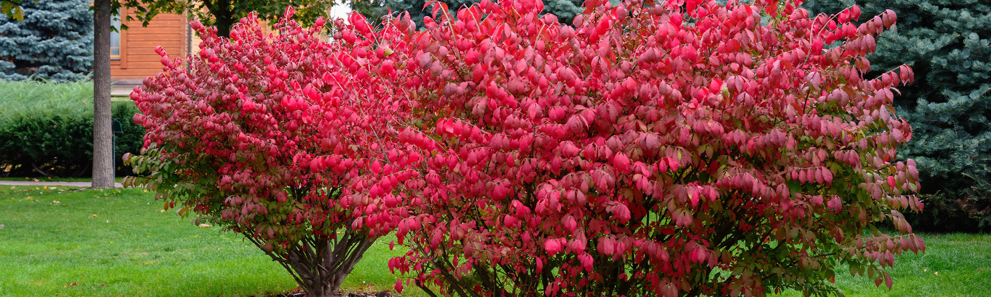 Klimmende kardinaalsmuts - Euonymus fortunei