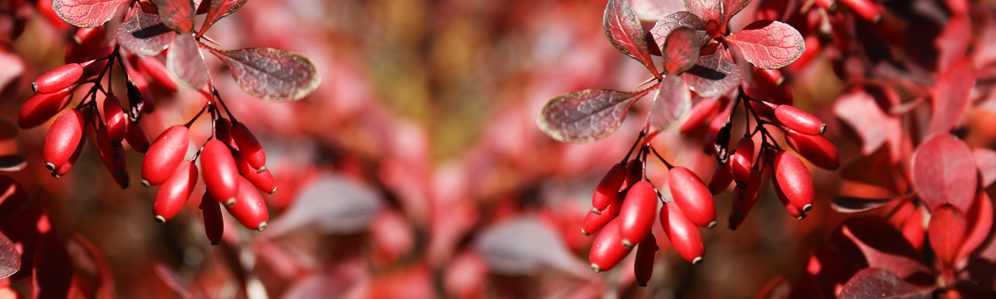 Gevinde berberis - Berberis aristata