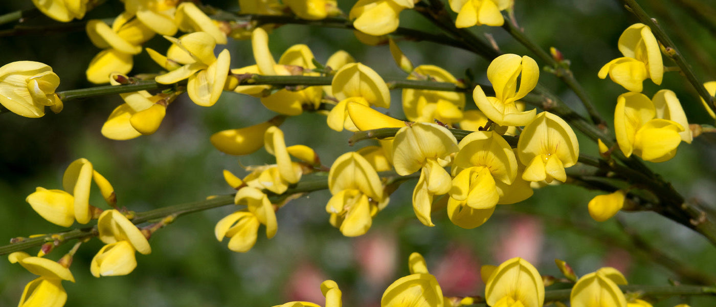 Verfbrem - Genista tinctoria