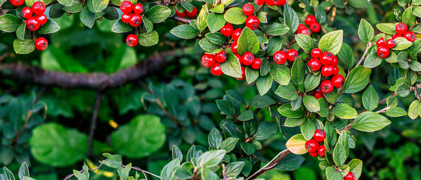 Wilgenbladige dwergmispel - Cotoneaster salicifolius