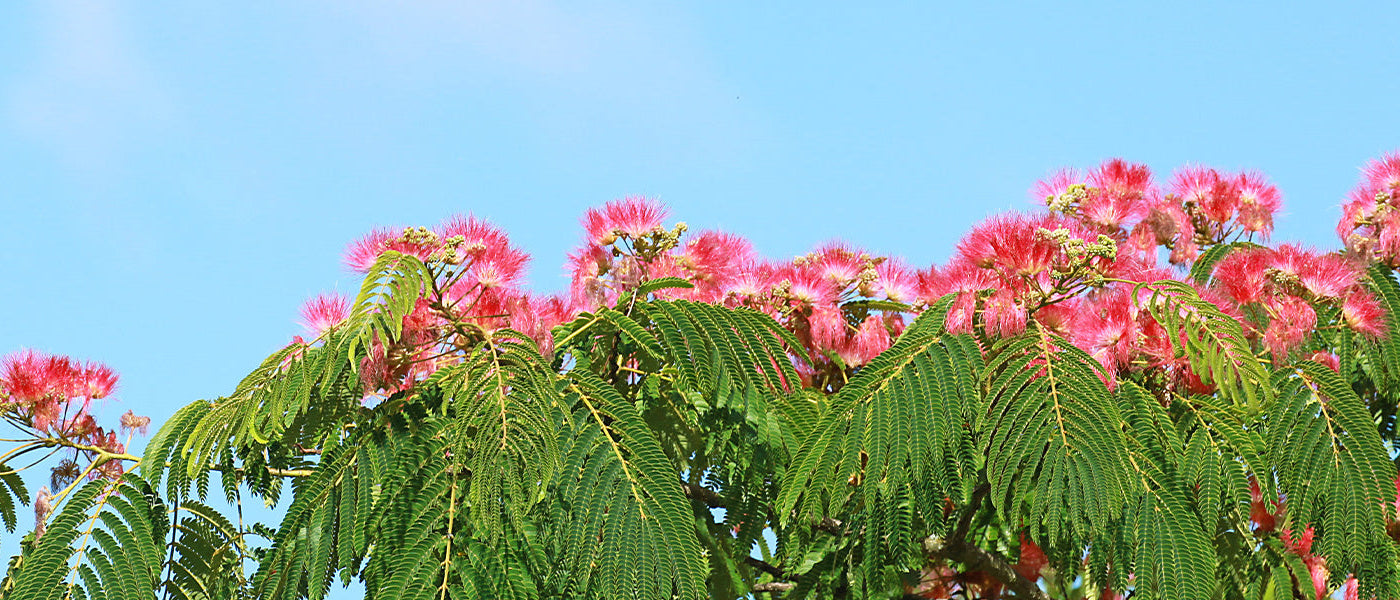 Adiantumbladige albizia - Albizia adianthifolia
