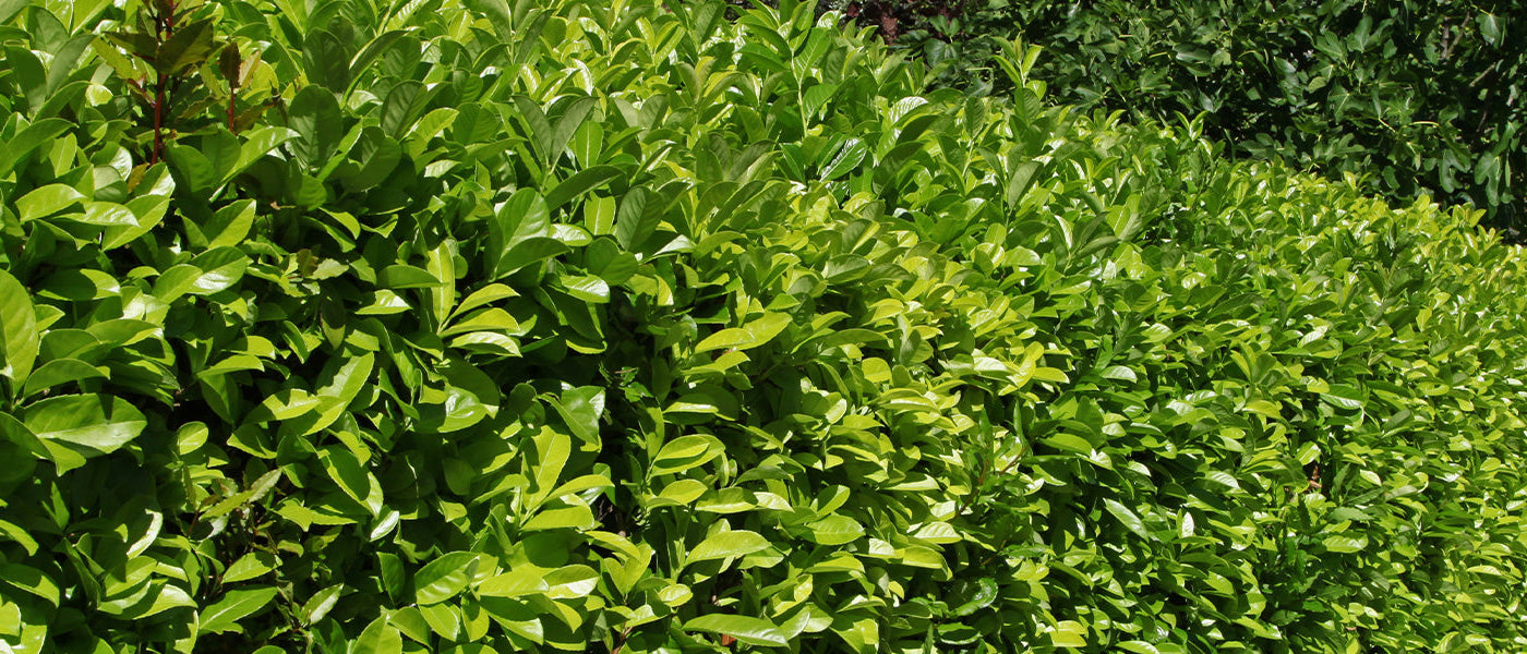 Azorenlaurier - Laurus azorica