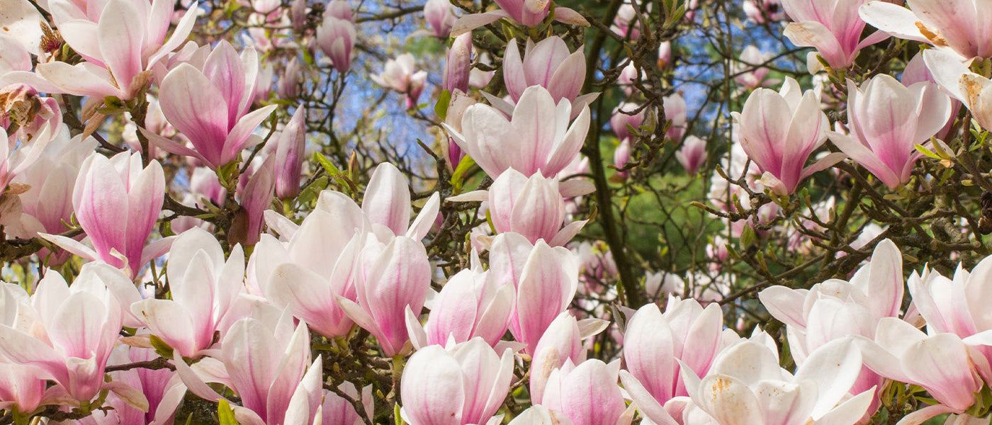 Magnolia's