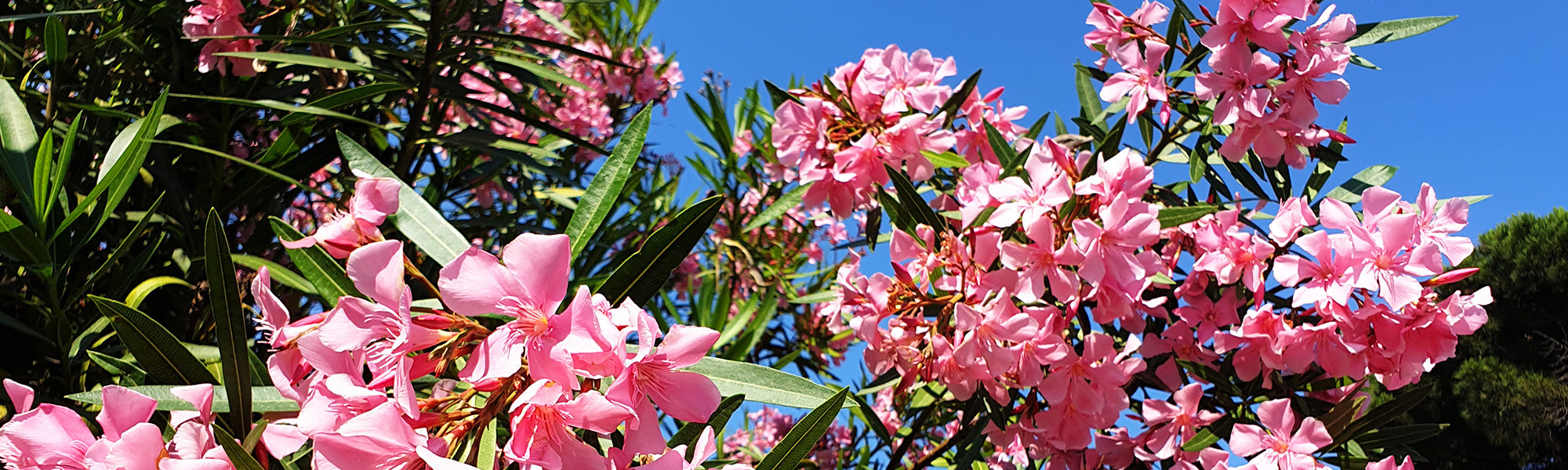 Geurige oleander - Nerium odorum