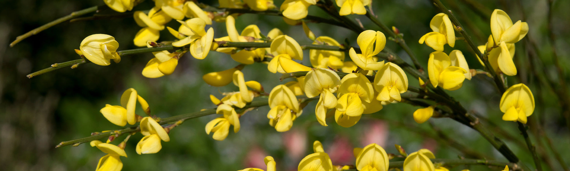 Montpellierse brem - Genista monspessulana