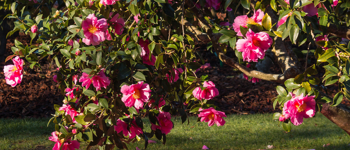 Camelia's
