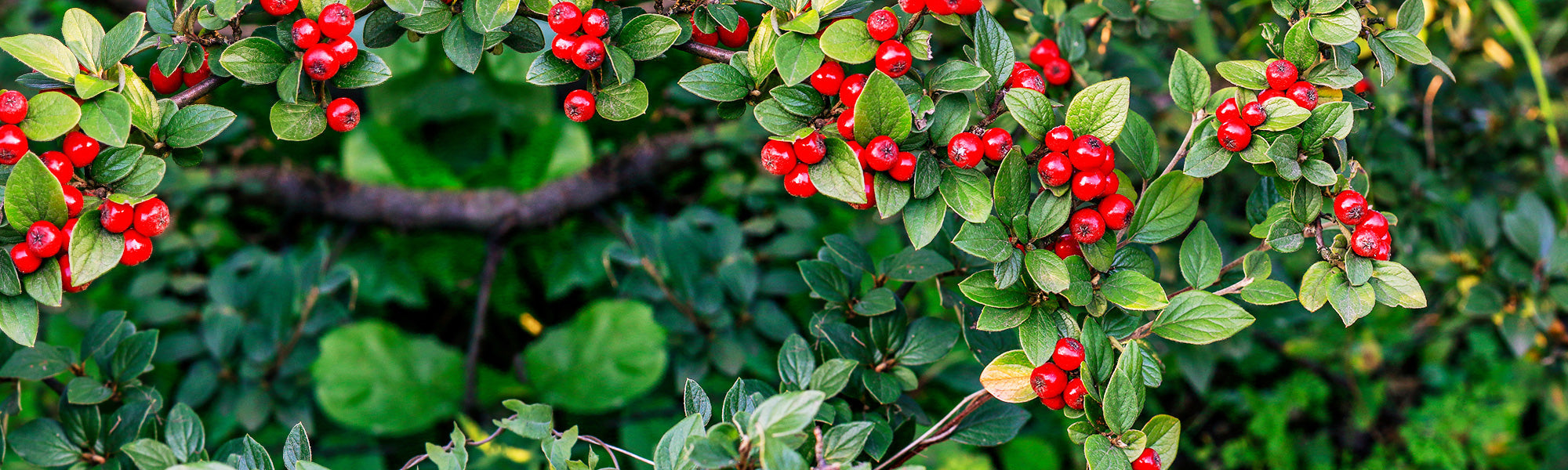 Dammer's dwergmispel - Cotoneaster dammeri