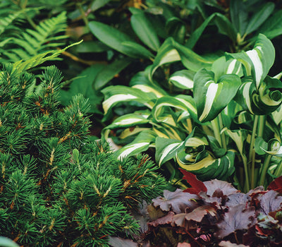 Schaduwminnende vaste planten old