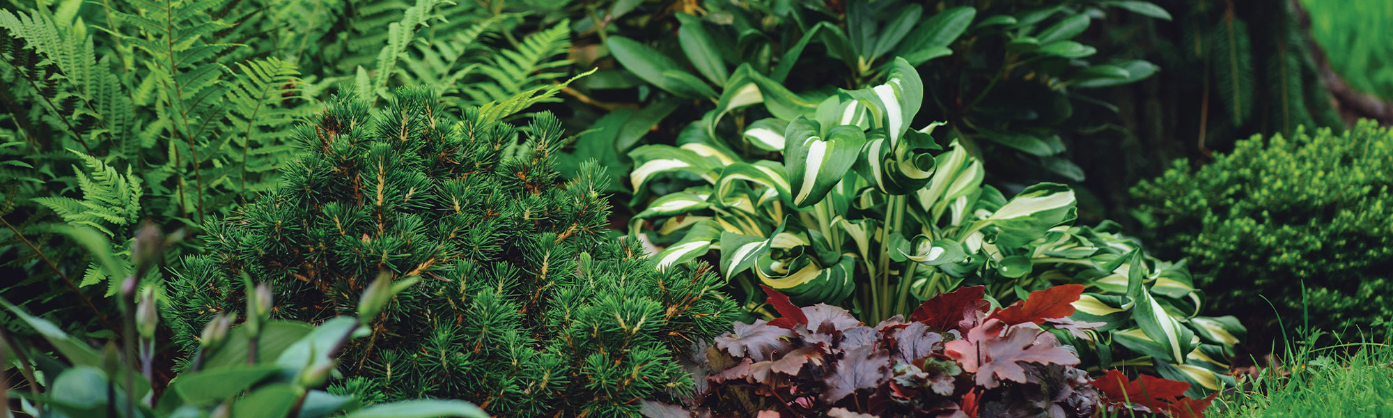 Schaduwminnende vaste planten old