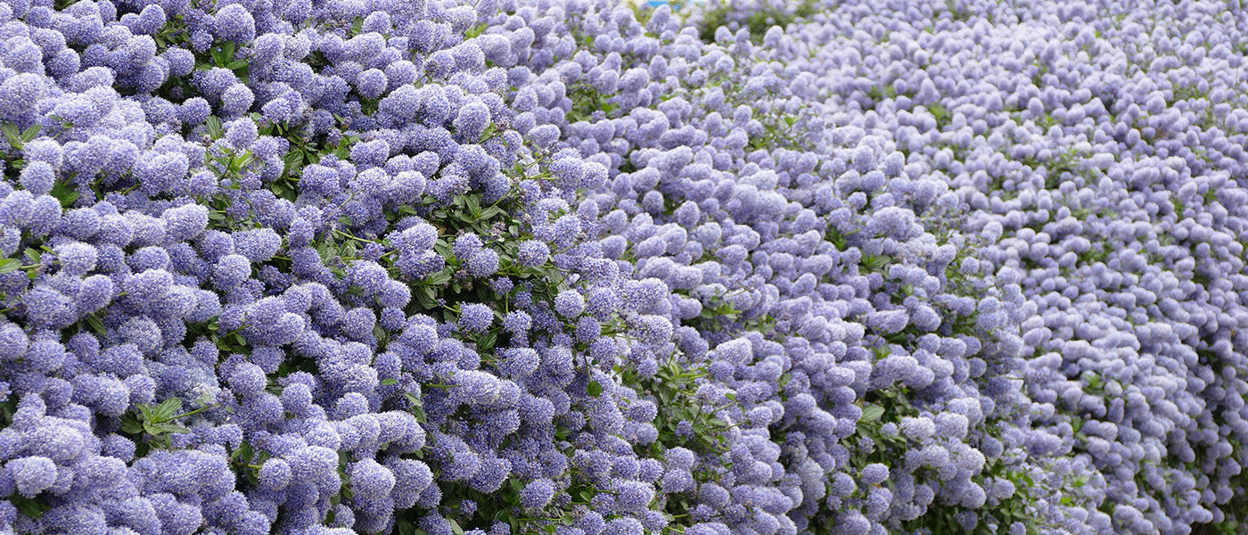 Boomachtige ceanothus - Ceanothus arboreus