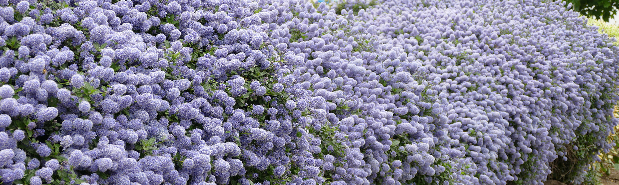 Boomachtige ceanothus - Ceanothus arboreus