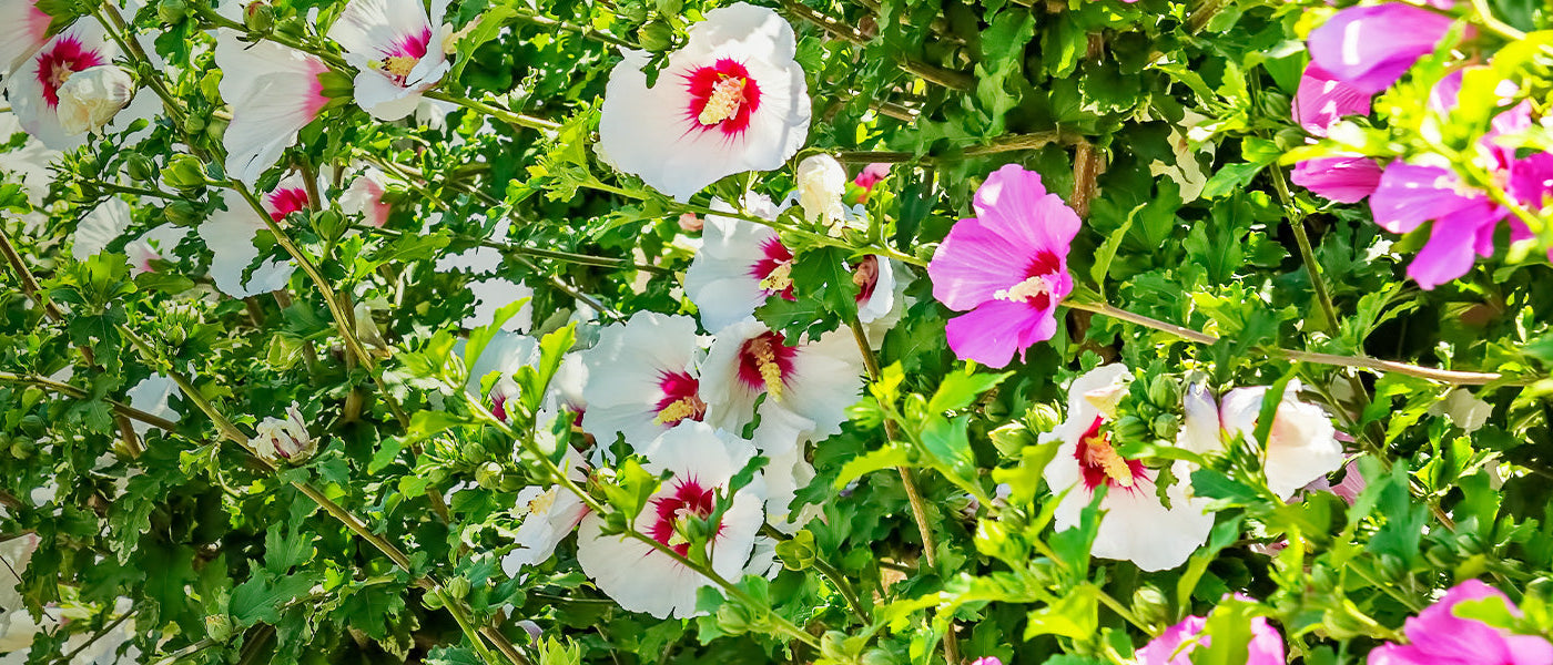 Tuinhibiscus - Hibiscus syriacus