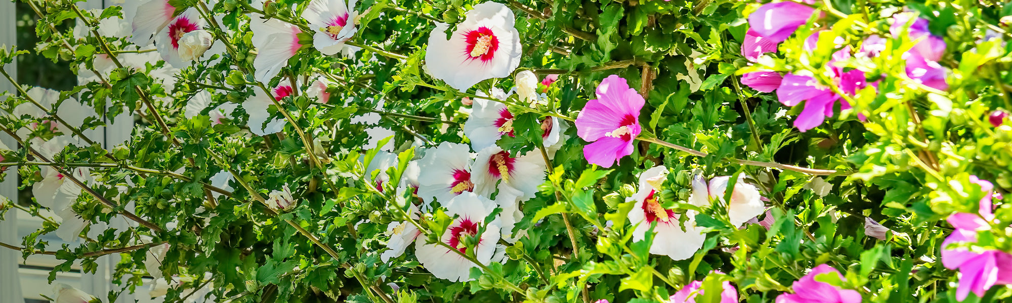 Tuinhibiscus - Hibiscus syriacus