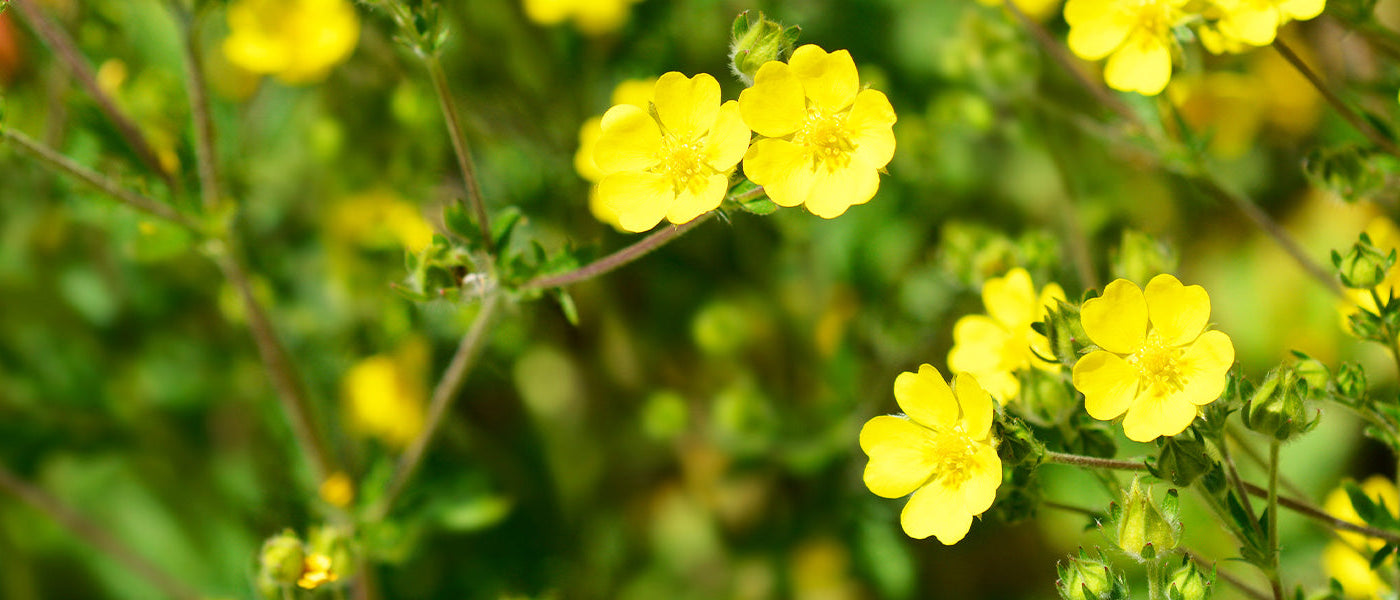 Potentilla's