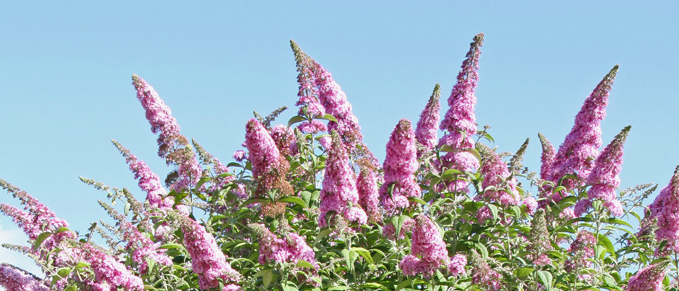 Bomen voor vlinders