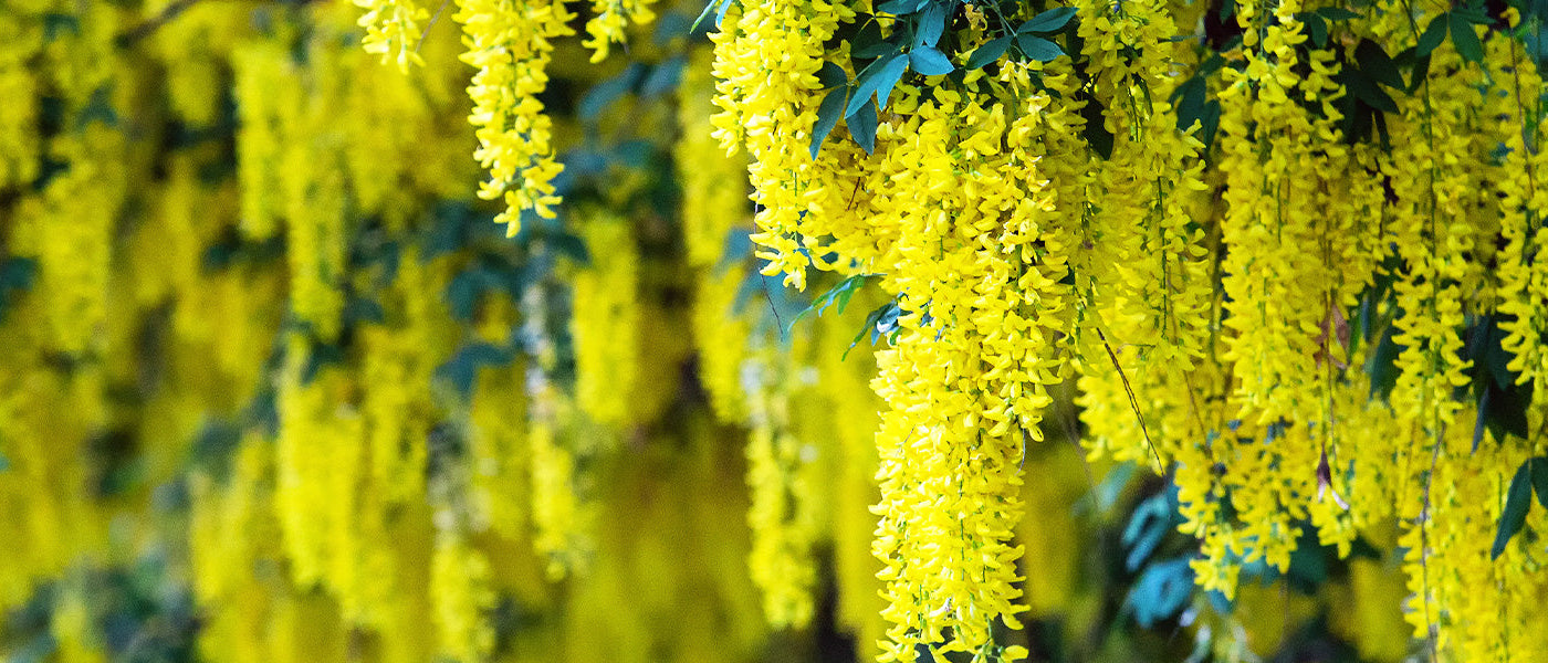 Zwartwordende brem - Cytisus nigricans