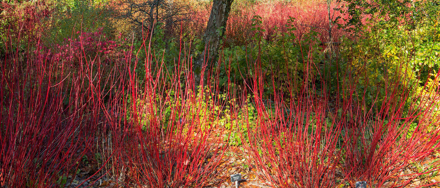 Witte kornoelje - Cornus alba
