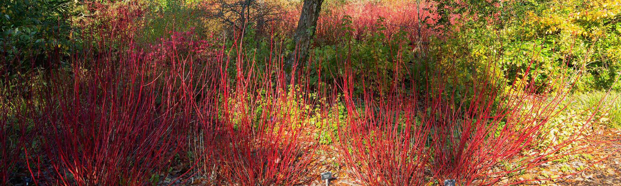 Witte kornoelje - Cornus alba