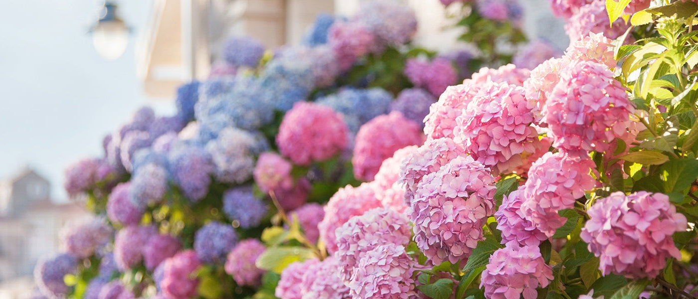Hortensia's