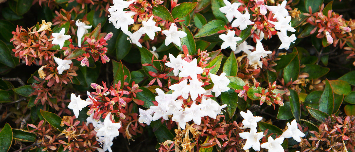 Moisan's abelia - Abelia mosanensis
