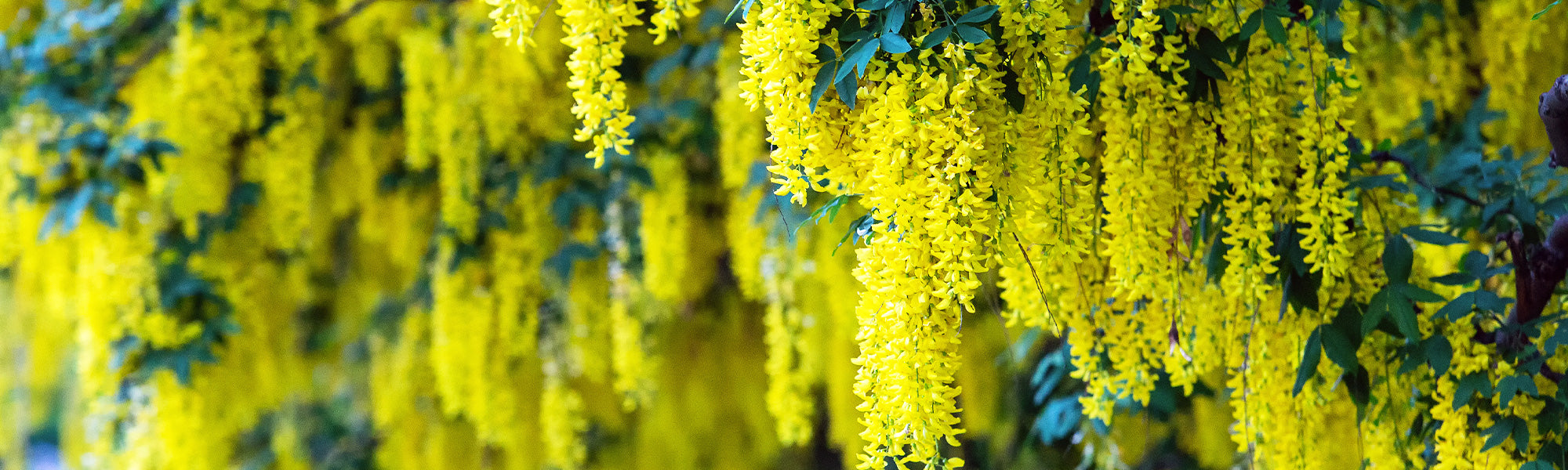 Kruipende brem - Cytisus decumbens