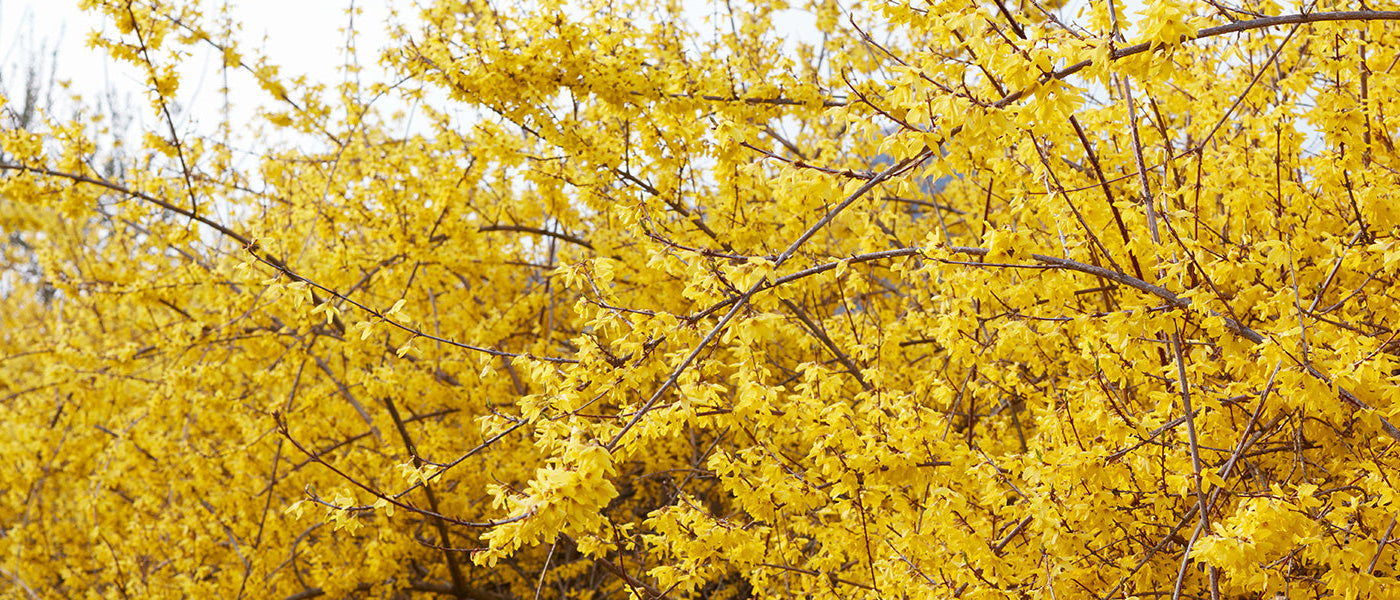 Treurforsythia - Forsythia suspensa
