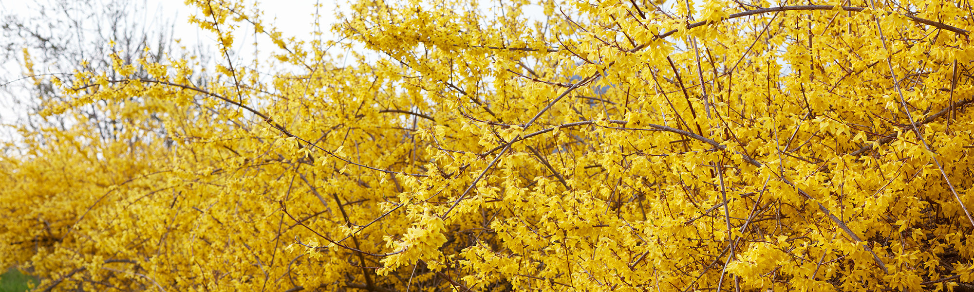 Treurforsythia - Forsythia suspensa