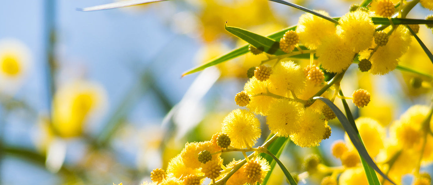 Mimosa's
