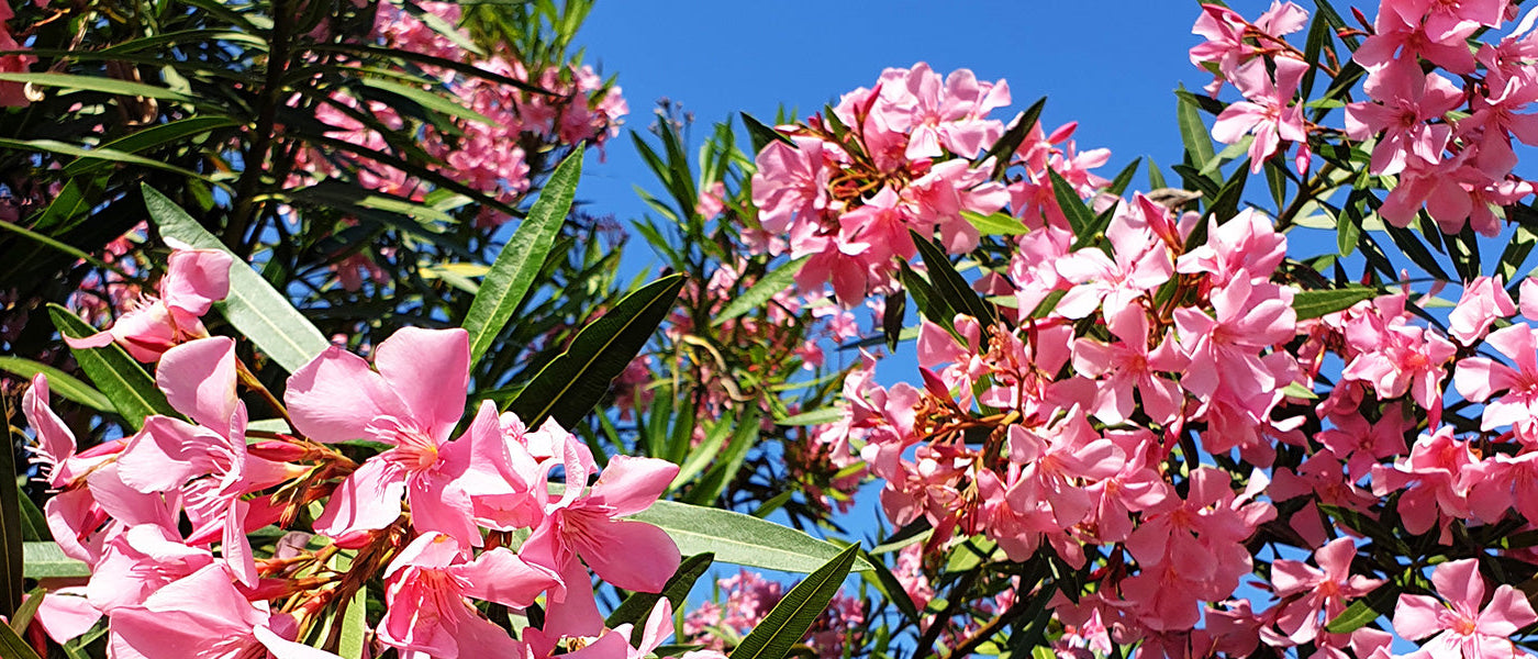 Witte oleander - Nerium album