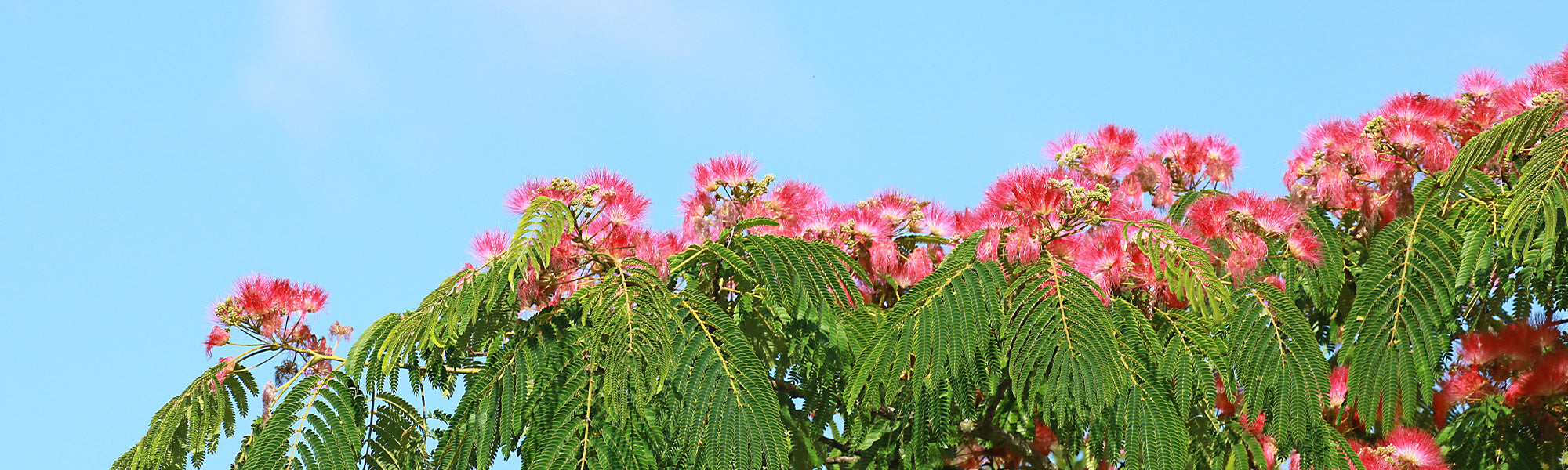 Albizia Collectie